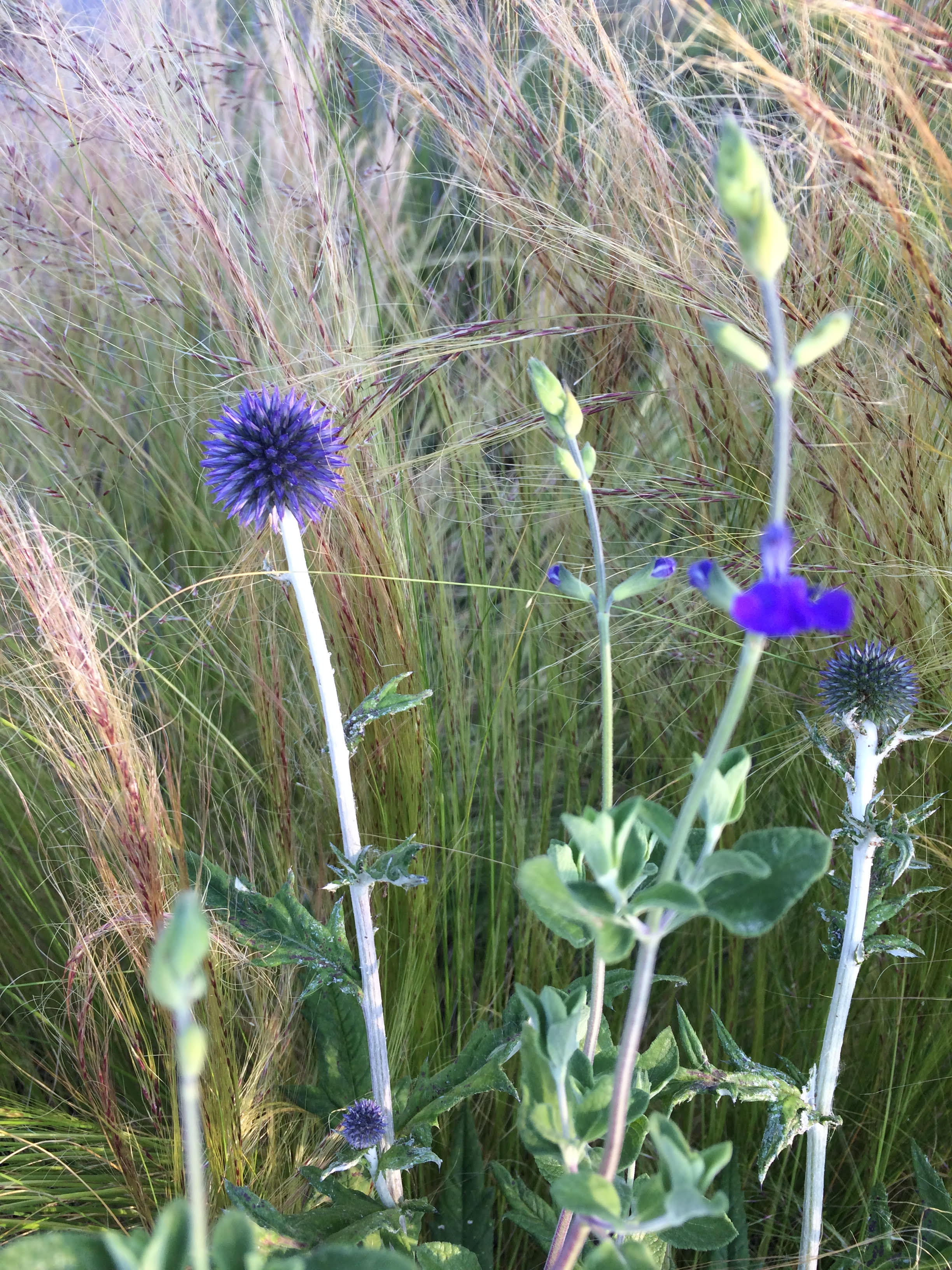 Stipa tenuissima